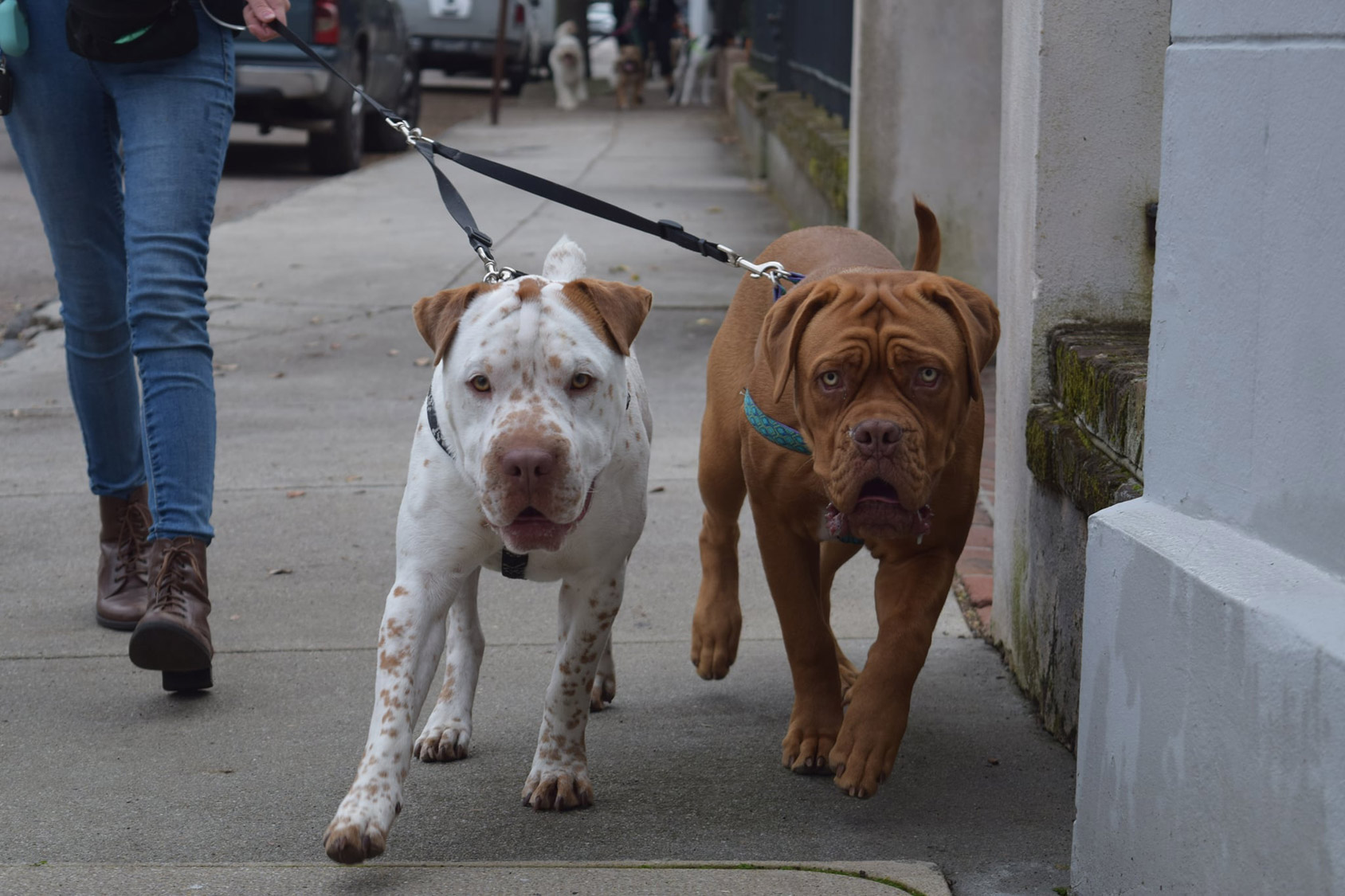 Charleston Dog Walker - Top Rated Dog Walking & Pet Sitting Service